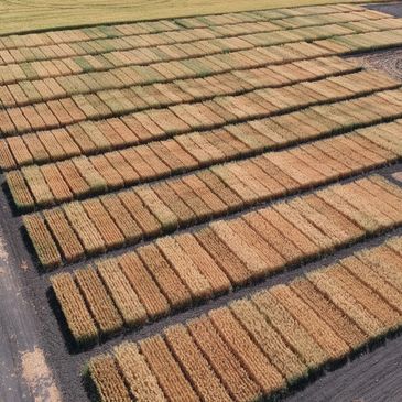 Aerial drone image of oat variety and agronomy trials