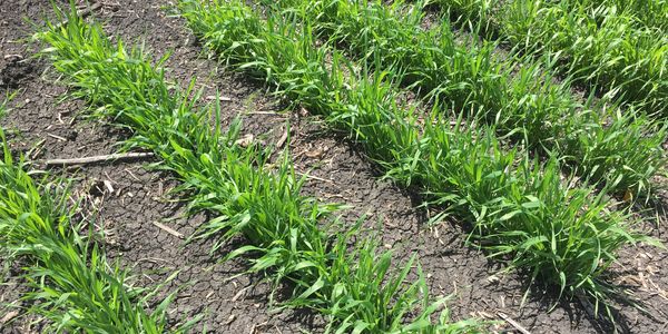 Wheat rows for disease testing (leaf rust, stem rust, fusarium head blight)