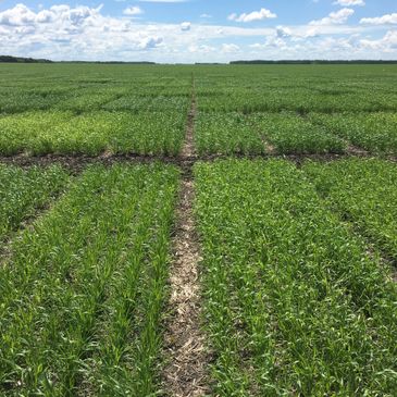 Wheat variety trial