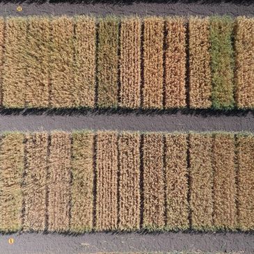 Aerial drone imaging (nadir view) of oat variety trial showcasing maturity differences