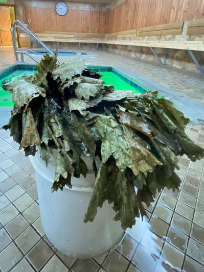 leaves on top of a bucket