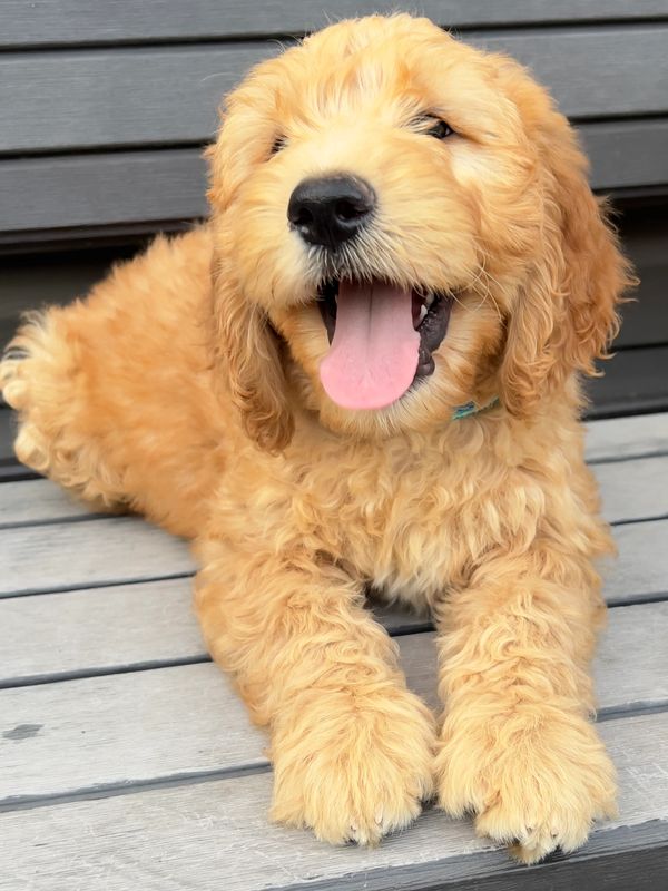 Goldendoodle puppy has went to a new family to cuddle.