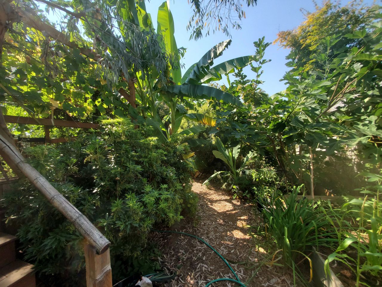 Cold hardy banana, Luna Cold Hardy Eucalyptus Tree (Eucalyptus perriniana), Japanese forest flame, fig, Golden lotus banana, metapanex