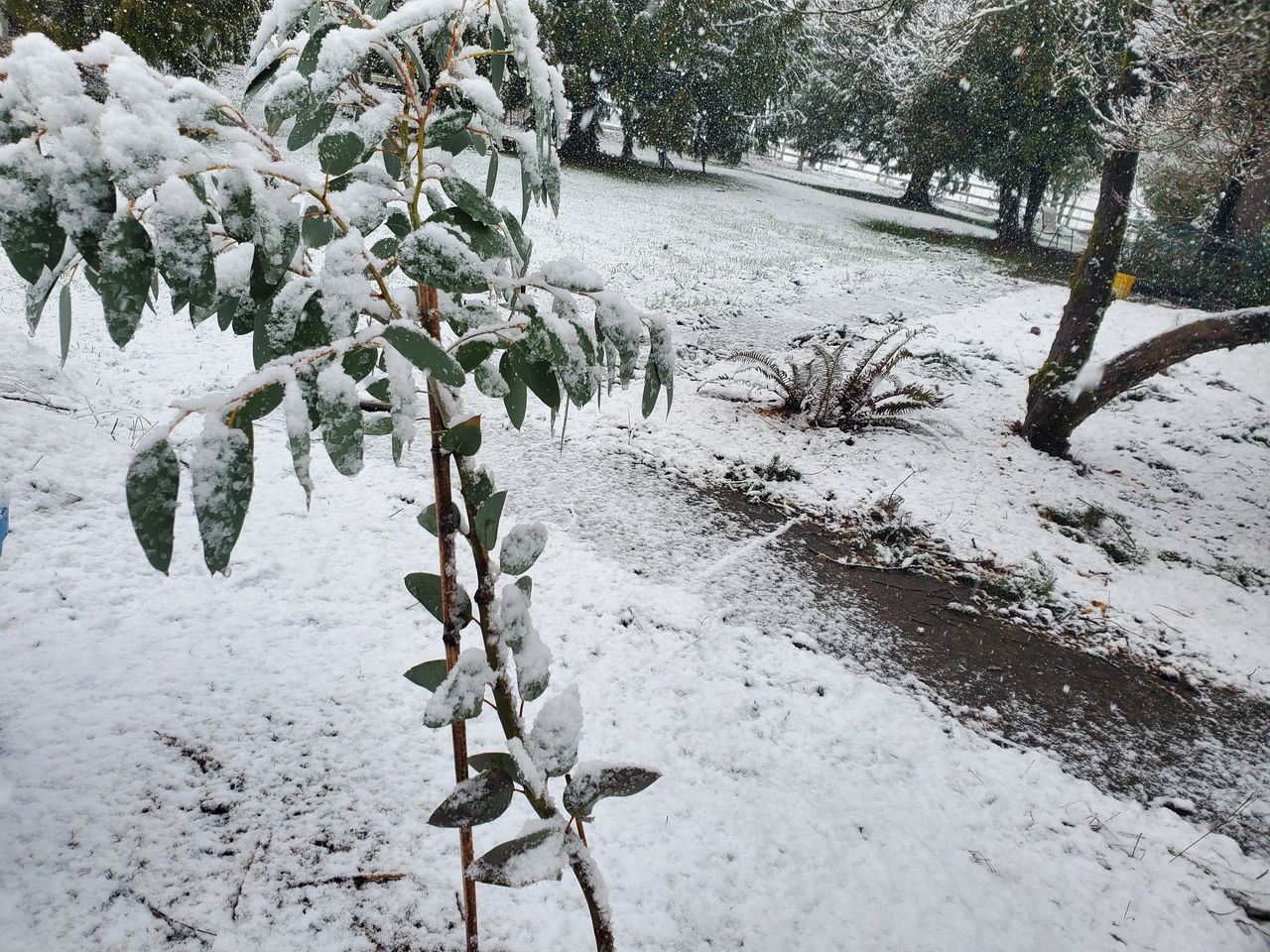 small Eucalyptus pauciflora or eucalyptus sow gum growing in Oregon