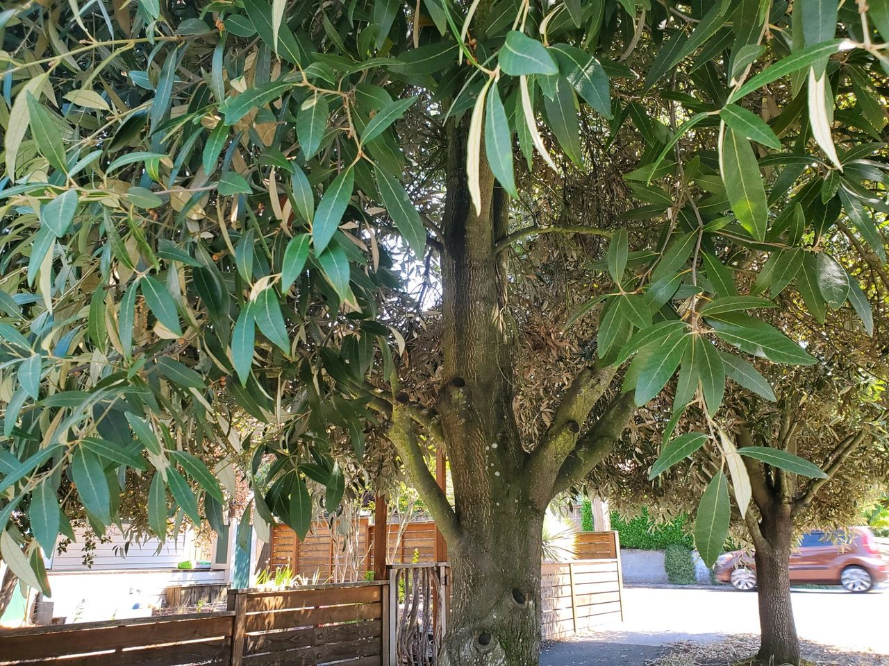 laurel shaped like a tree