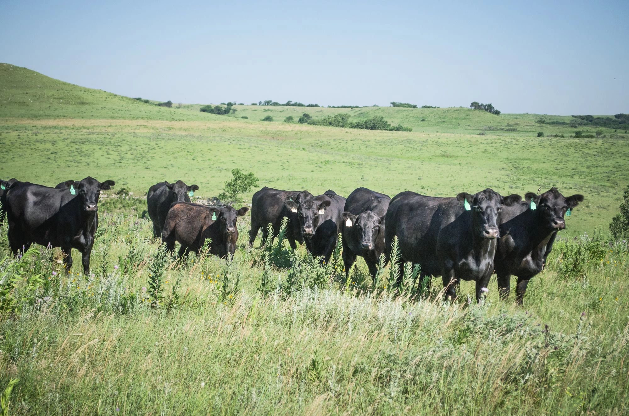 Munson Angus Farms Munson Angus Farms