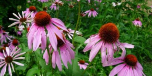 Cluster of purple coneflowers with orange centers in a green garden.