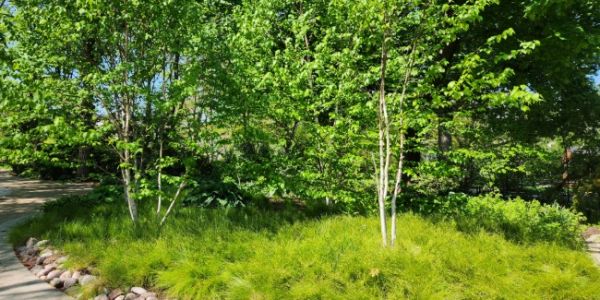 Lush green garden with young trees and a stone border on a sunny day.