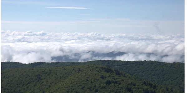 A view from Tennent Mountain. The bottom is of trees while the top is a layer of clouds.