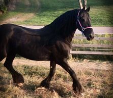 Amarins fan de Koarndyk Ster.  Purebred Friesian mare