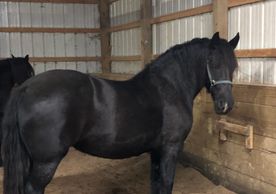 WCF Black Beauty, Friesian/Shire cross mare