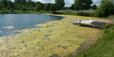A pond partially covered with green algae near a wooden dock on a sunny day.