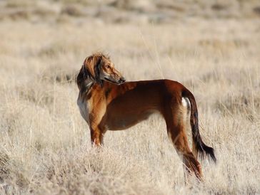 A brown dog standing in dry grass.