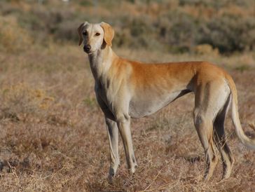 A slim dog standing in dry grass.