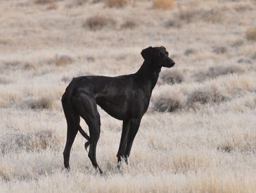 A black dog stands alert in a dry grassy field.
