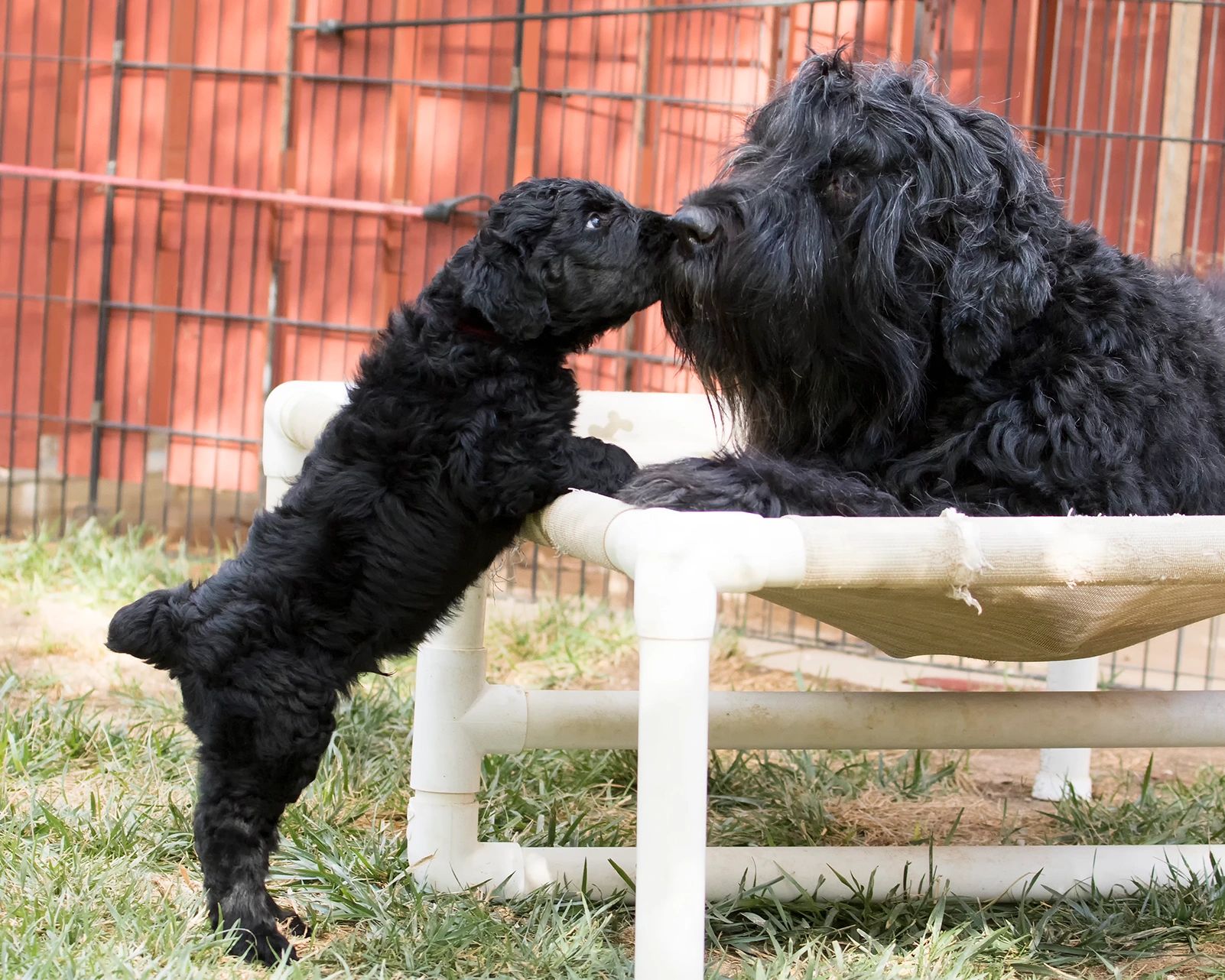 how much is a black russian terrier puppy