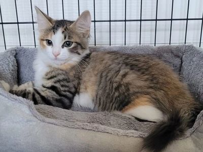 A tabby cat with white and orange fur resting in a cozy gray pet bed.