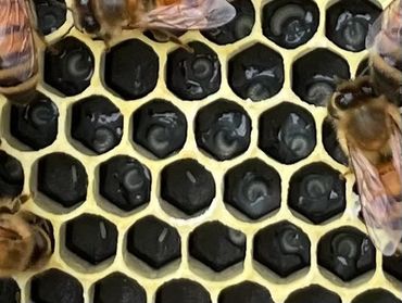 Quality nutrition within the brood cells.  This should establish some healthy bees.