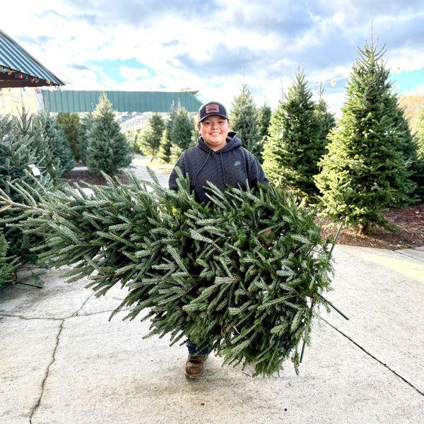 Person carrying a Christmas tree at a tree lot.