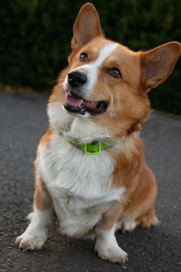 A photo of a corgi on a path.
