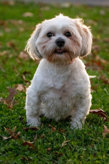 A photo of a small white dog smiling in the grass, with some brown leaves around her.