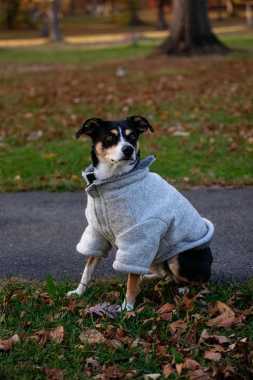 A photo of a small black, white, and brown dog wearing an oversized sweater on a grassy path.