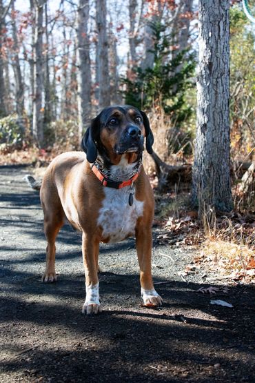 A photo of a brown, white and black dog standing on a path in the woods.