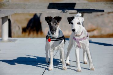 A photo of two small dogs on a wooden boardwalk.