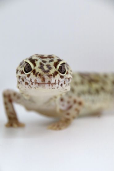 A close up photo of a leopard gecko on a white backdrop.