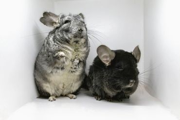 Two chinchillas, one gray and one black, pose together on a white backdrop.