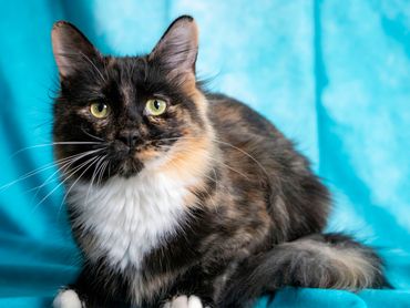 A tortoiseshell cat crouched in front of a blue backdrop.