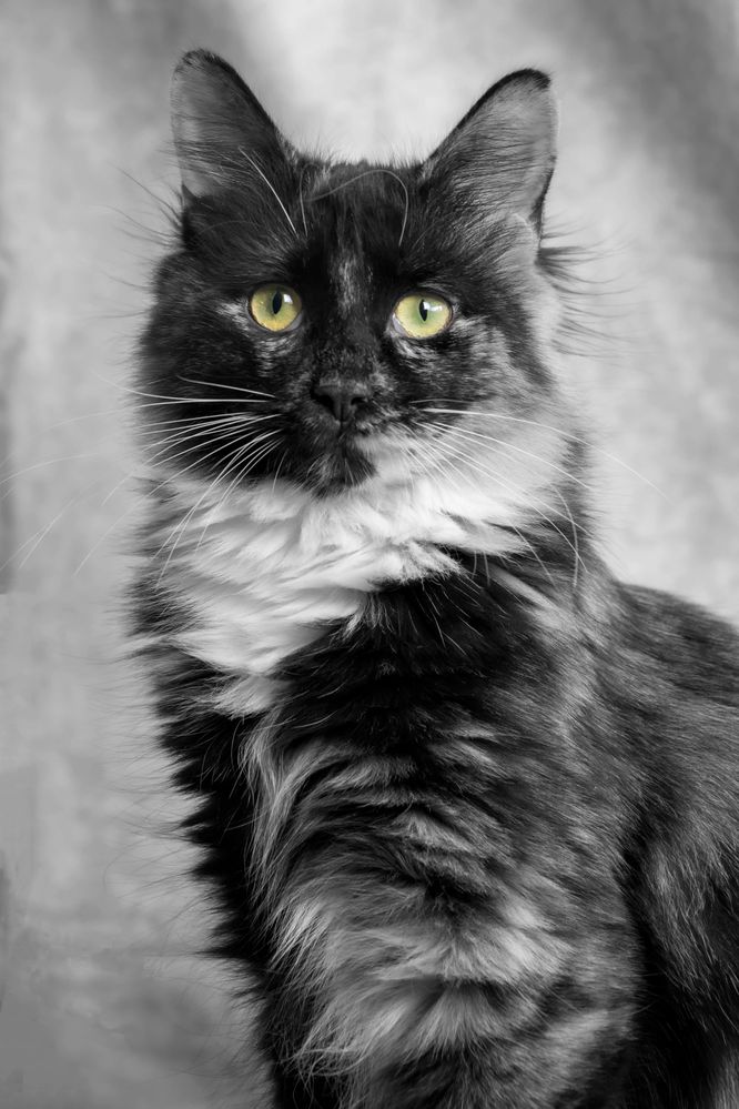 A black and white photo of a tortoiseshell cat. The eyes have been edited to be bright yellow.