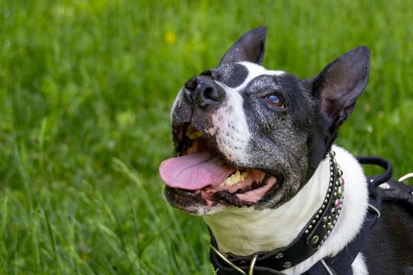 A black and white dog smiles up at the camera, blurred grass in the background.