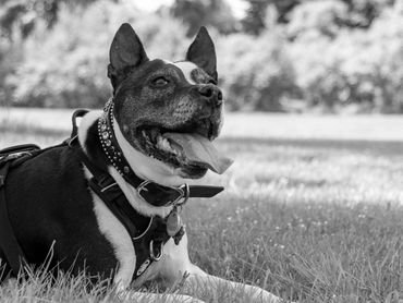 A black and white photo of a dog laying in the grass.