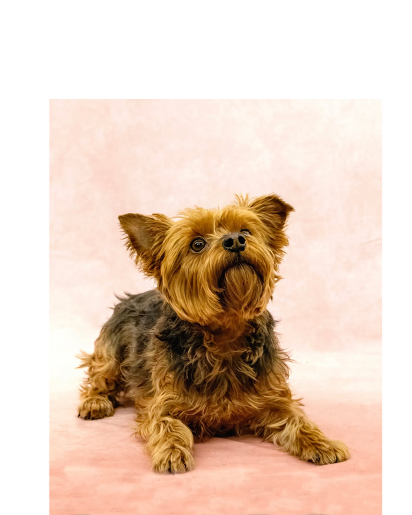 A Yorkshire terrier lays on a pink backdrop, looking upwards.