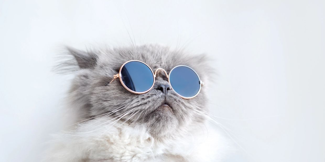 cat with eye problems.FHV,Feline Herpes,Conjuncivitis, corneal erosion