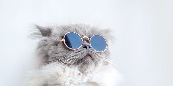 cat with eye problems.FHV,Feline Herpes,Conjuncivitis, corneal erosion