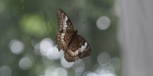 Brown butterfly resting on a glass window with green bokeh background.