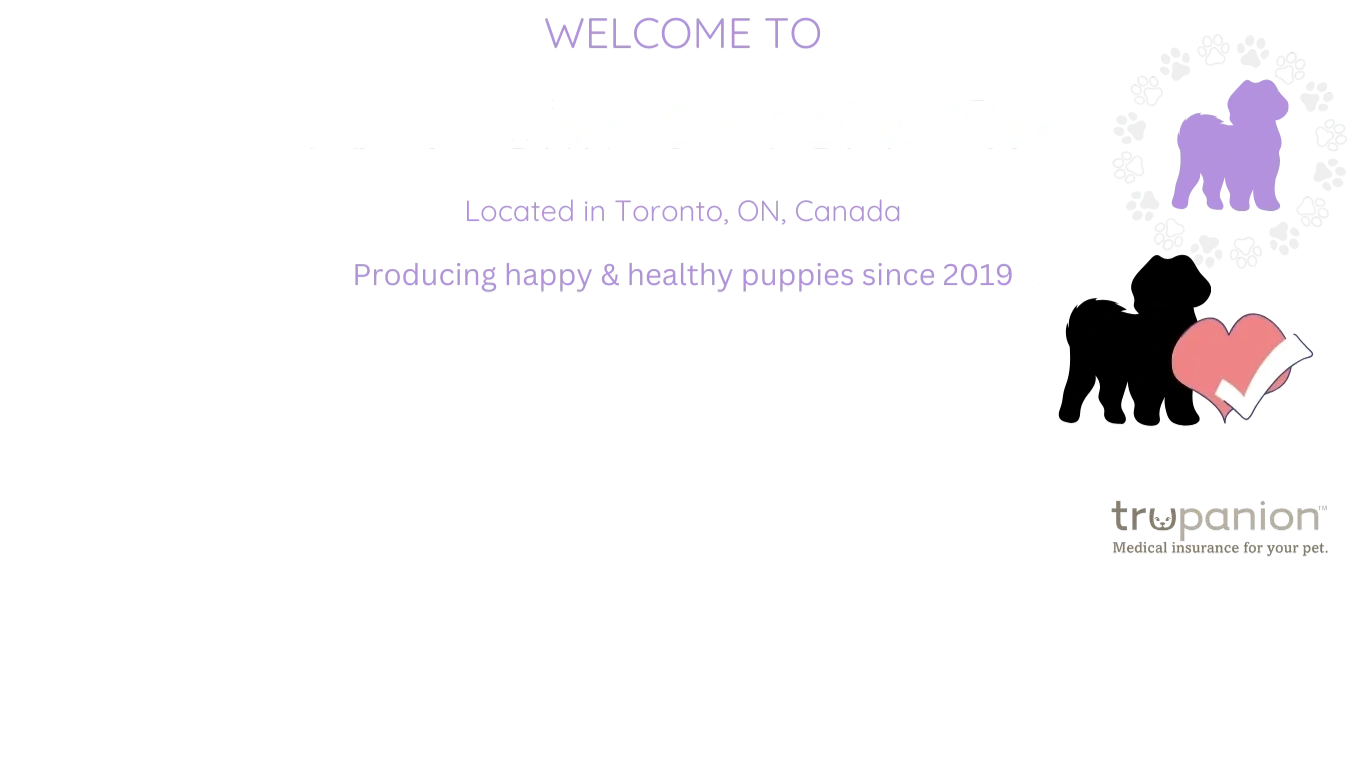 store-kayla-s-shih-tzus