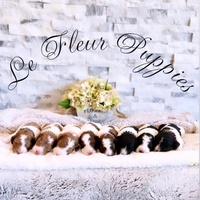 Le Fleur Puppies