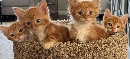 Hunter S Kitten Lounge