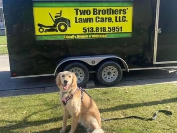 Dog, Cincinnati, Mowing, Lawn Care, Pets