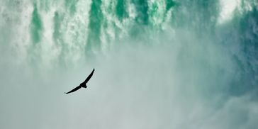 Bird of prey flying next to waterfall spray. Image courtesy of Wolfgang Hasselmann