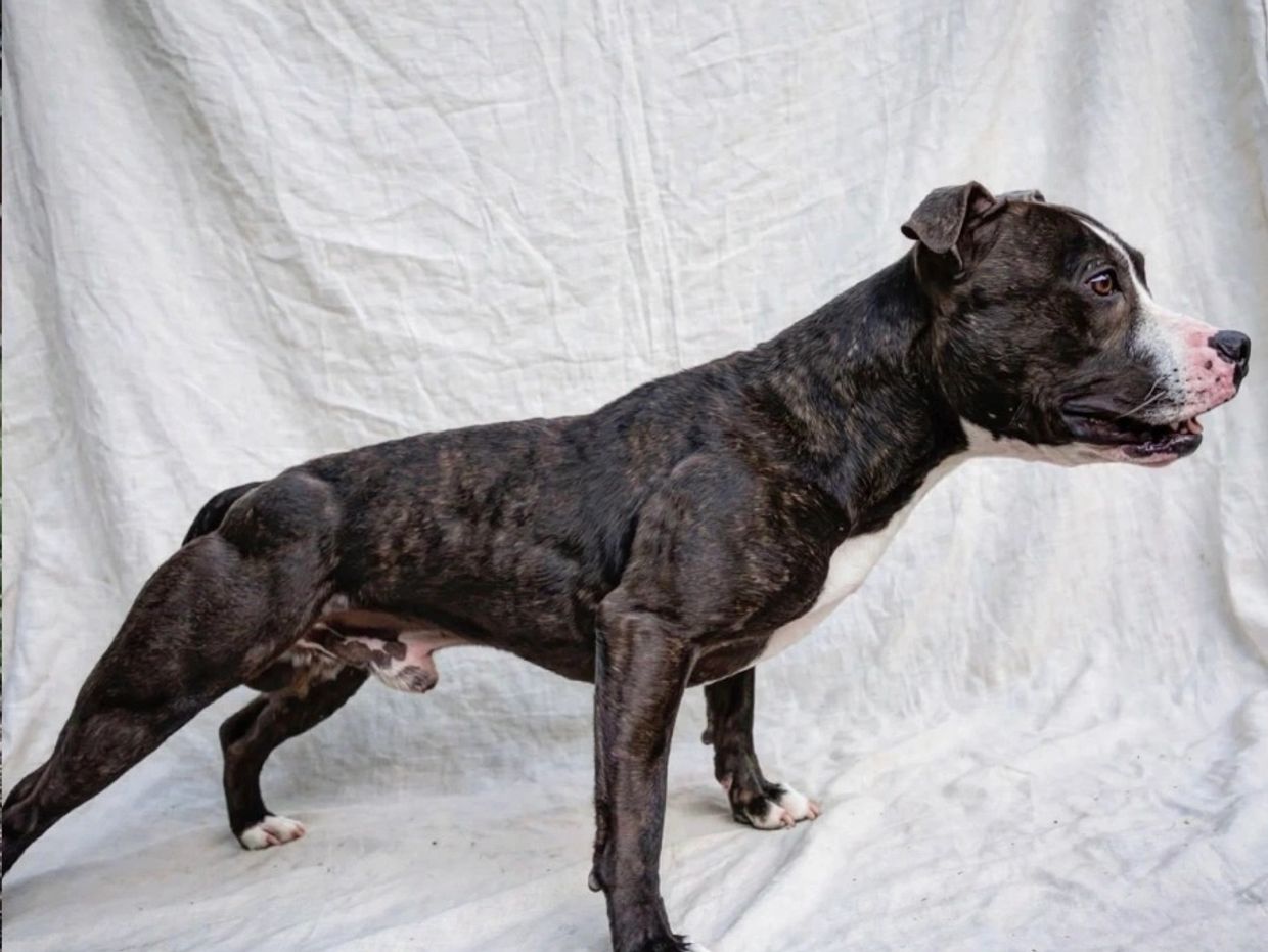 Black and white dog standing with a stretched pose.