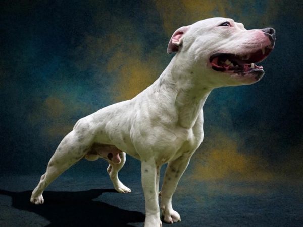 White muscular dog standing on dark blue and yellow background.