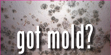 Mold problem, mold issue Auburn Opelika mold removal, mold testing, indoor air quality testing, 