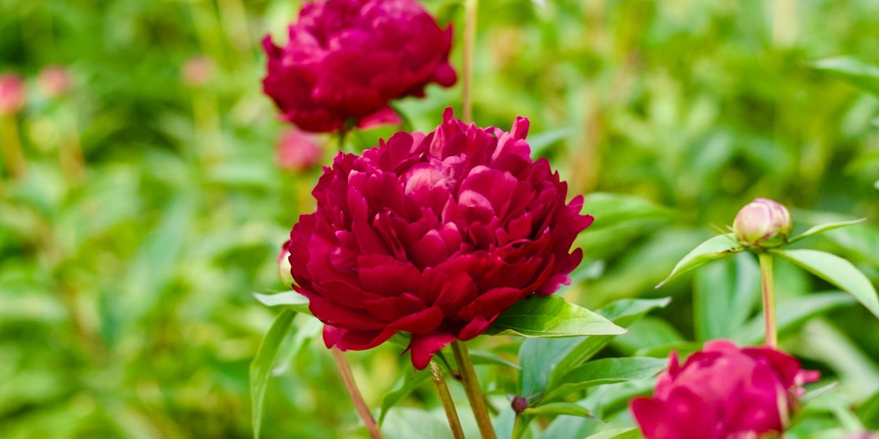 Red peonies blooming. 