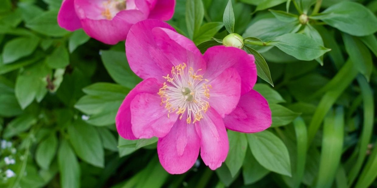 Pink peonies blooming. 