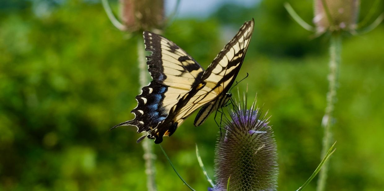 Butterfly on bull thistle in field. 