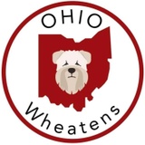 Ohio Wheaten